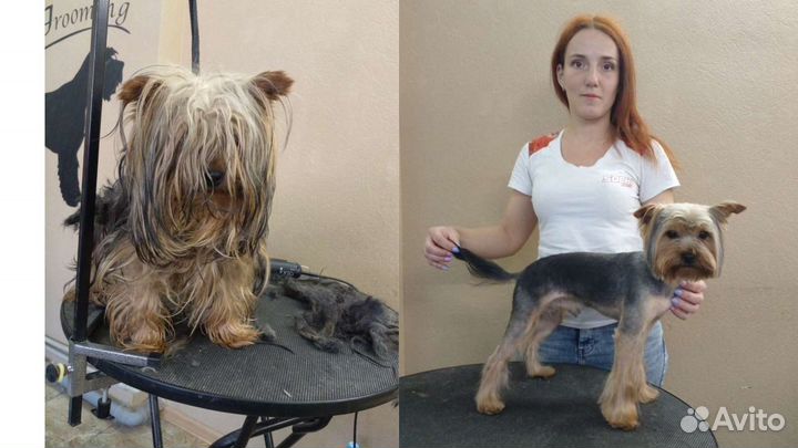 Грумер стрижка собак