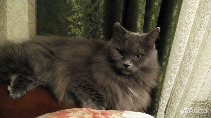 Передержка кошек