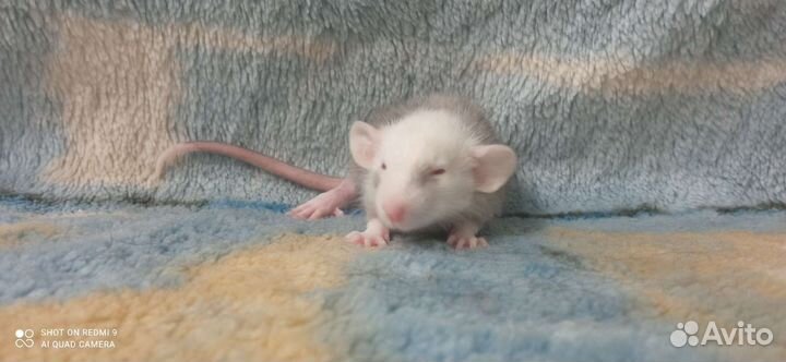 Крысята Лонг / Девил / Рекс