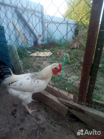 Куры петухи