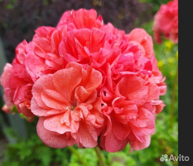 Черенки сортовой пеларгонии