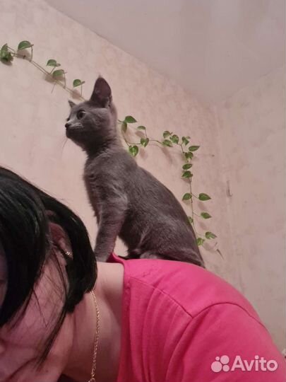 Британские котята