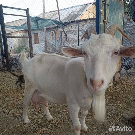 Продаются дойные козы