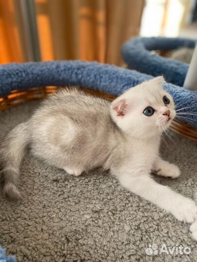 Шотландская