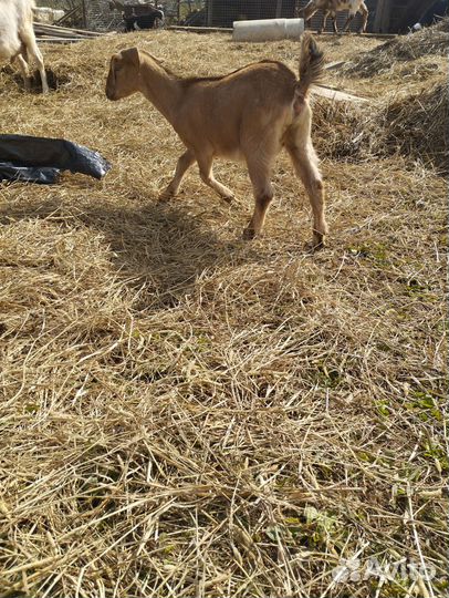Англо нубийские козочки (даром)