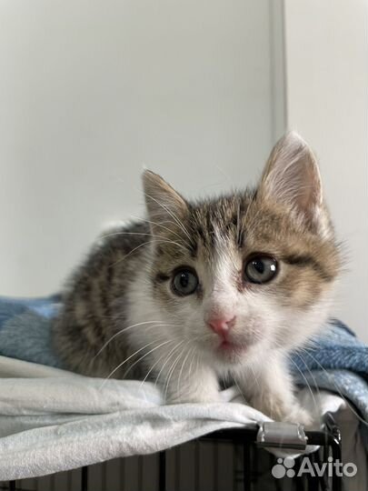 Котенок мальчик