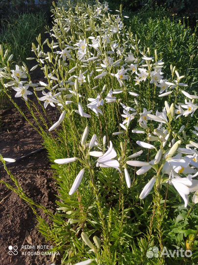 Лилия белая