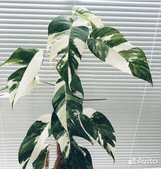 Сциндапсус пиннатум вайт
