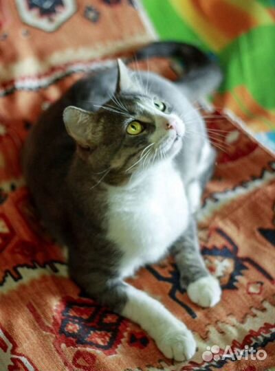 Кот в добрые руки