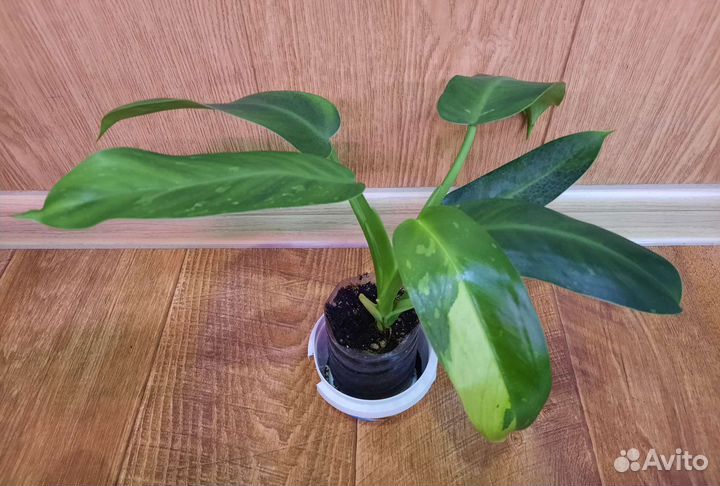 Филодендроны