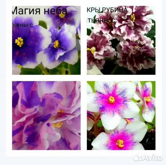 Семполии детки