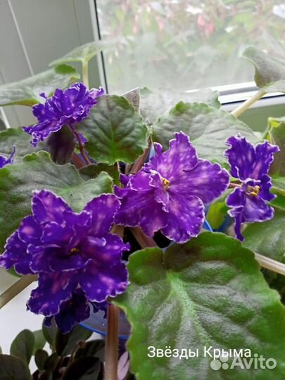 Фиалки(черенки) комнатные