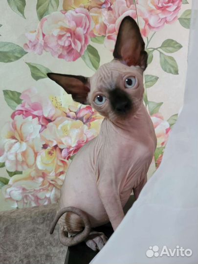 Канадский сфинкс котенок