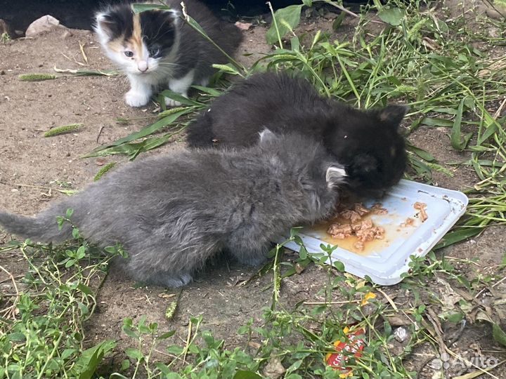 Отдам в добрые руки