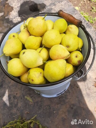 Продам грушу
