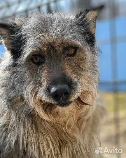 Милый бородатик Миля