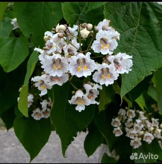 Саженцы катальпы