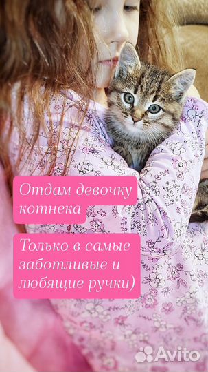 Кошечка в добрые руки