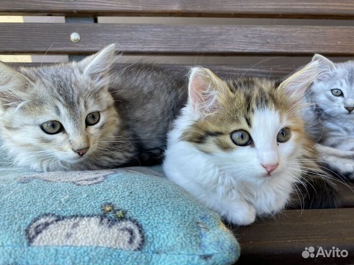 Котята в добрые руки бесплатно