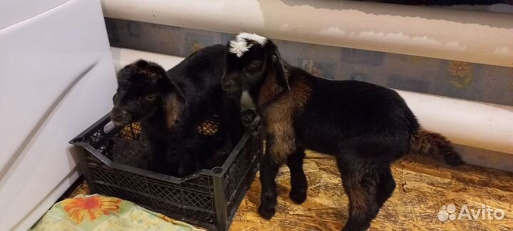 Козлята альпо-нубийской породы