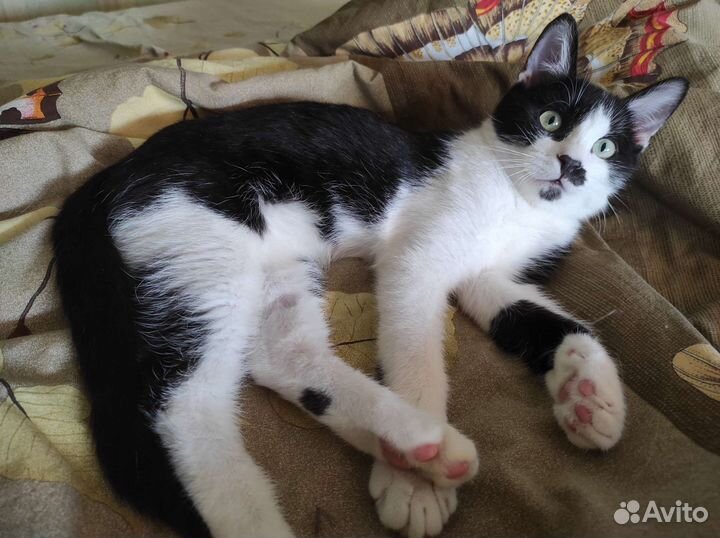 Котик подросток