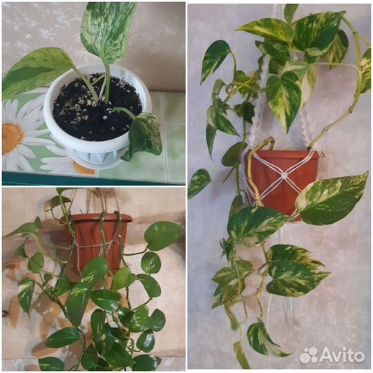 Сциндапсус золотистый, Эпипремнум, домашняя лиана