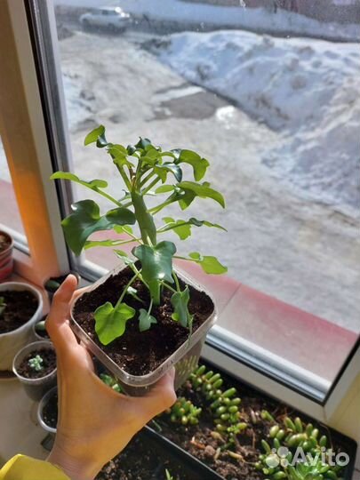 Сенецио артикулята