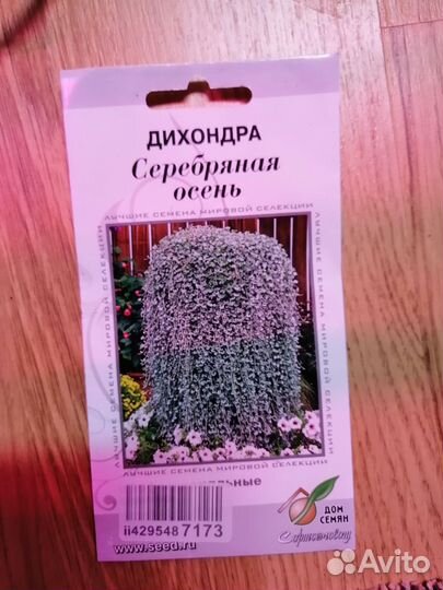 Дихондра серебристая