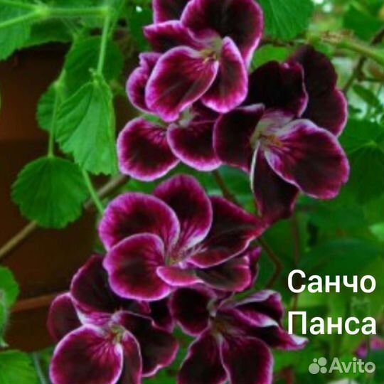 Пеларгония герань- ангел