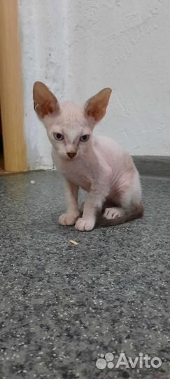 Донской сфинкс котята