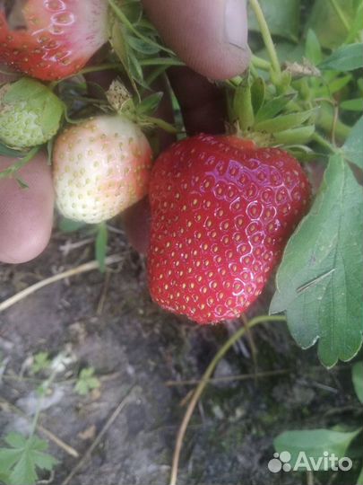 Клубника Самарская