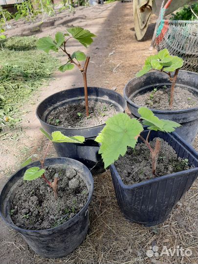 Виноград Юпитер