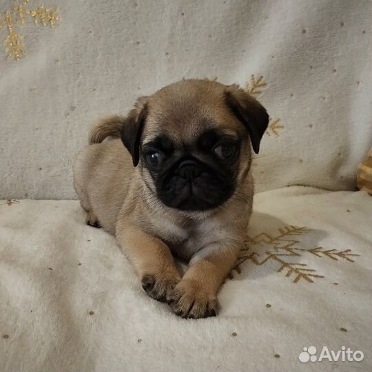 Щенки Мопса