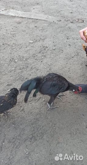 Молодые петухи