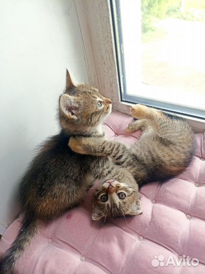 Кошка в дар