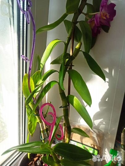 Орхидея дендробиум нобиле