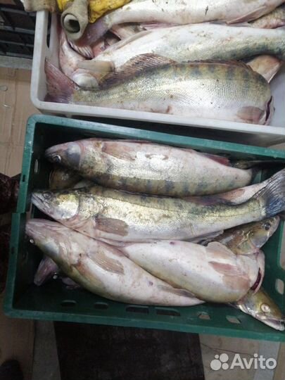 Свежезамороженная речная рыба и свежая