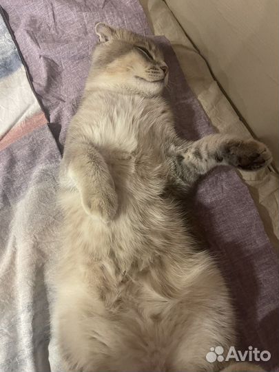 Кот золотая шиншилла мальчик