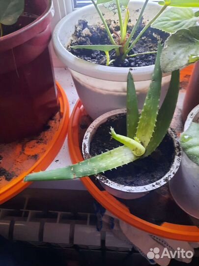 Алоэ (столетник)