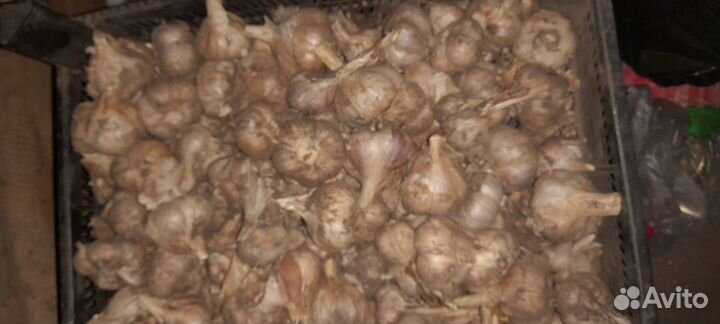 Чеснок домашний