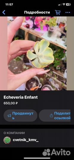 Редкие суккуленты