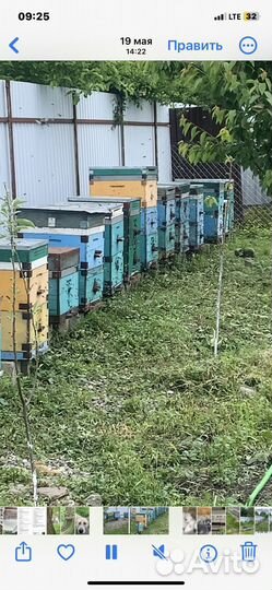 Продам пчелосемьи