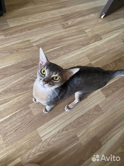 Абиссинская кошка