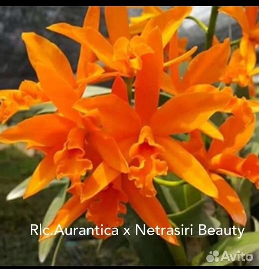 Орхидея катлея