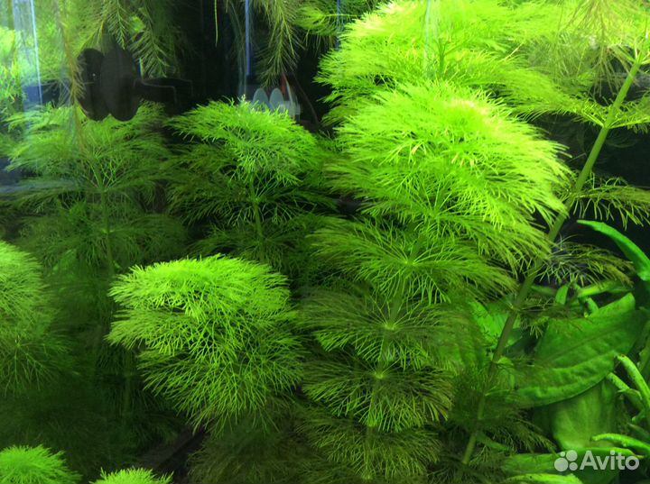 Погостемон эректус, амбулия и др