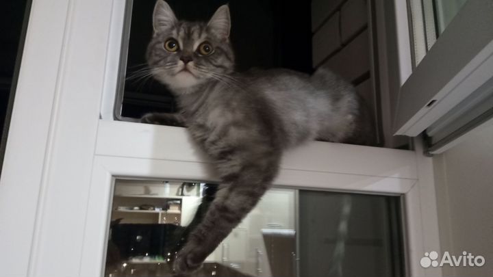 Кошка 1 год