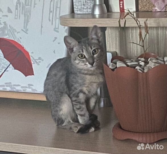 Кошки в добрые руки