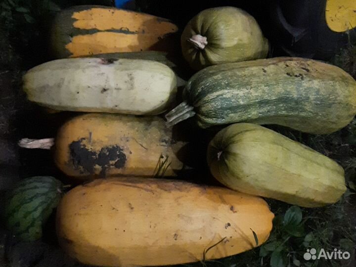 Кабачки на корм