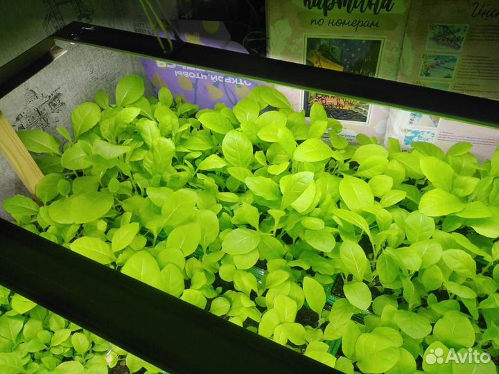 Рассада табака курительного