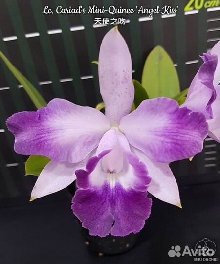 Орхидея Lc. Cariad's Mini-Quinee 'Angel Kiss'